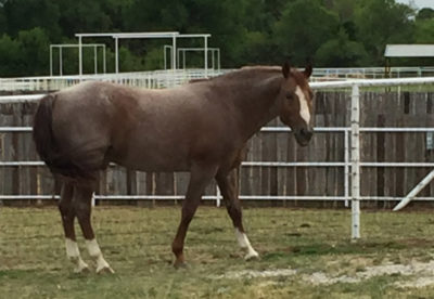 Reagan Lancaster - Smokin Aces - Lancaster Ranchj