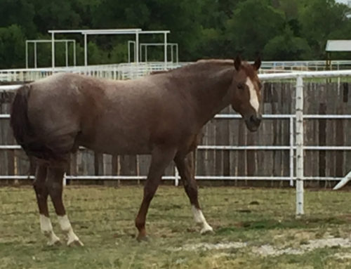 Reagan Lancaster announces Smoking Aces is offered for breeding at Lancaster Ranch in Pilot Point, Texas